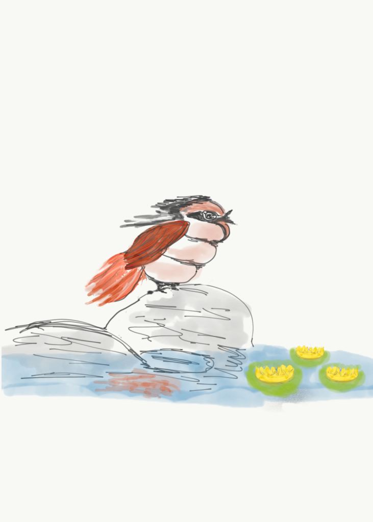 illustration windblown pudgy bird